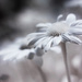 flower infrared mixed by aecasey