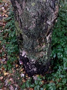 14th Nov 2010 - Tree trunk