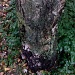 Tree trunk by berend