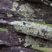 Lichen on fence by randystreat