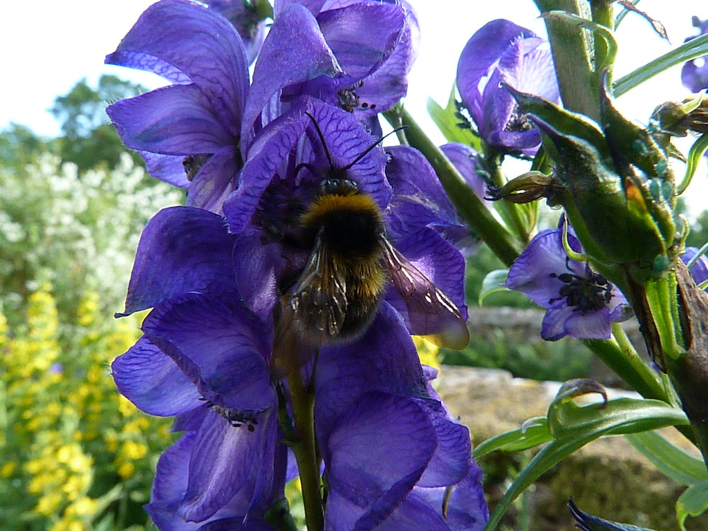Bee. by shirleybankfarm