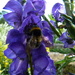 Bee. by shirleybankfarm
