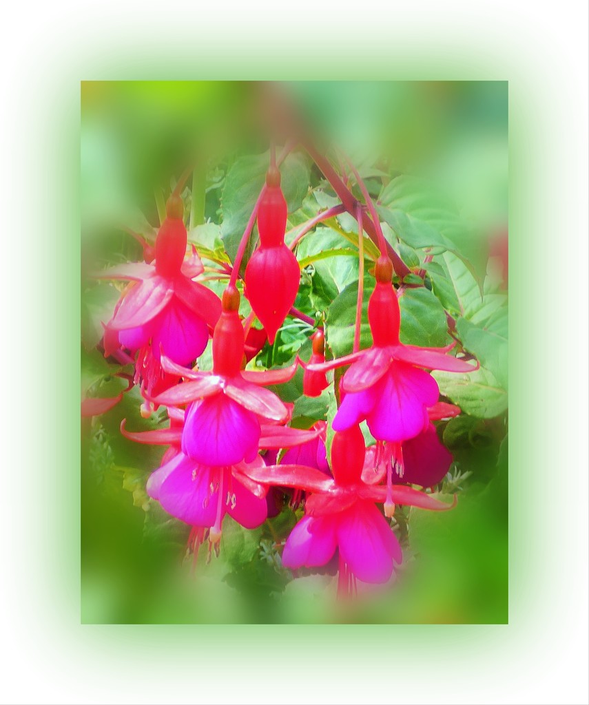 Fuchsia flowers  by beryl