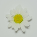 daisies. by jackies365