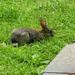 Zoo Bunny by jo38