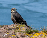 13th Jul 2015 - Falcon or Hawk?