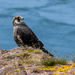 Falcon or Hawk? by novab