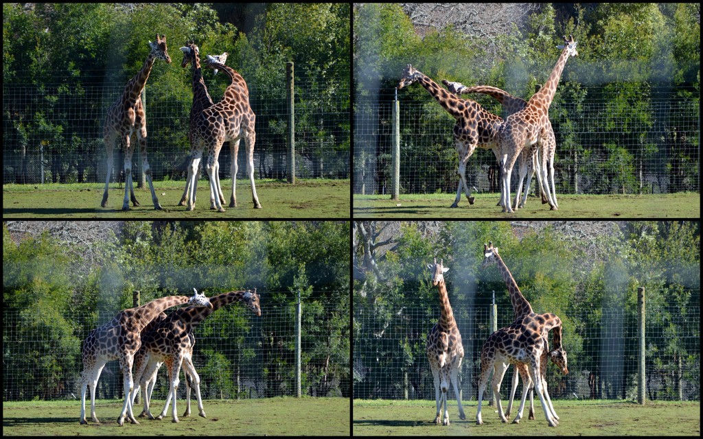 Necking Giraffes by nickspicsnz