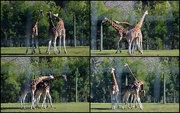 13th Jul 2015 - Necking Giraffes