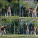 Necking Giraffes by nickspicsnz
