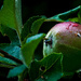 A is for apple.... by joansmor