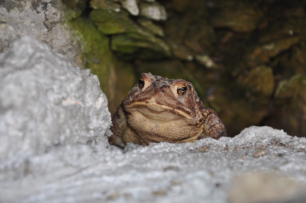 Mr. Nosey Toad by frantackaberry