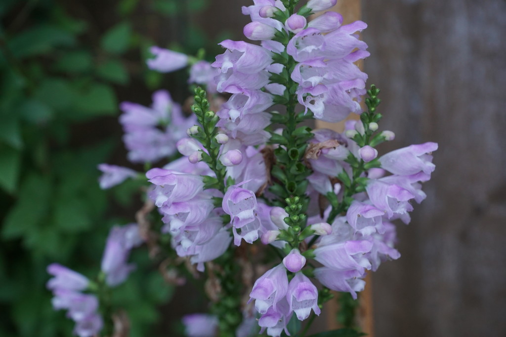 obedient plant by amyk