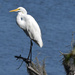 Egret in tree by rickster549