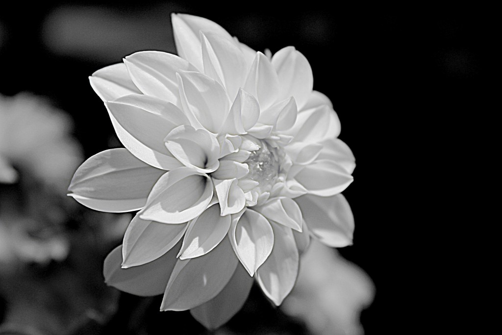 Dahlia in Black and White by olivetreeann