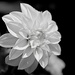 Dahlia in Black and White by olivetreeann