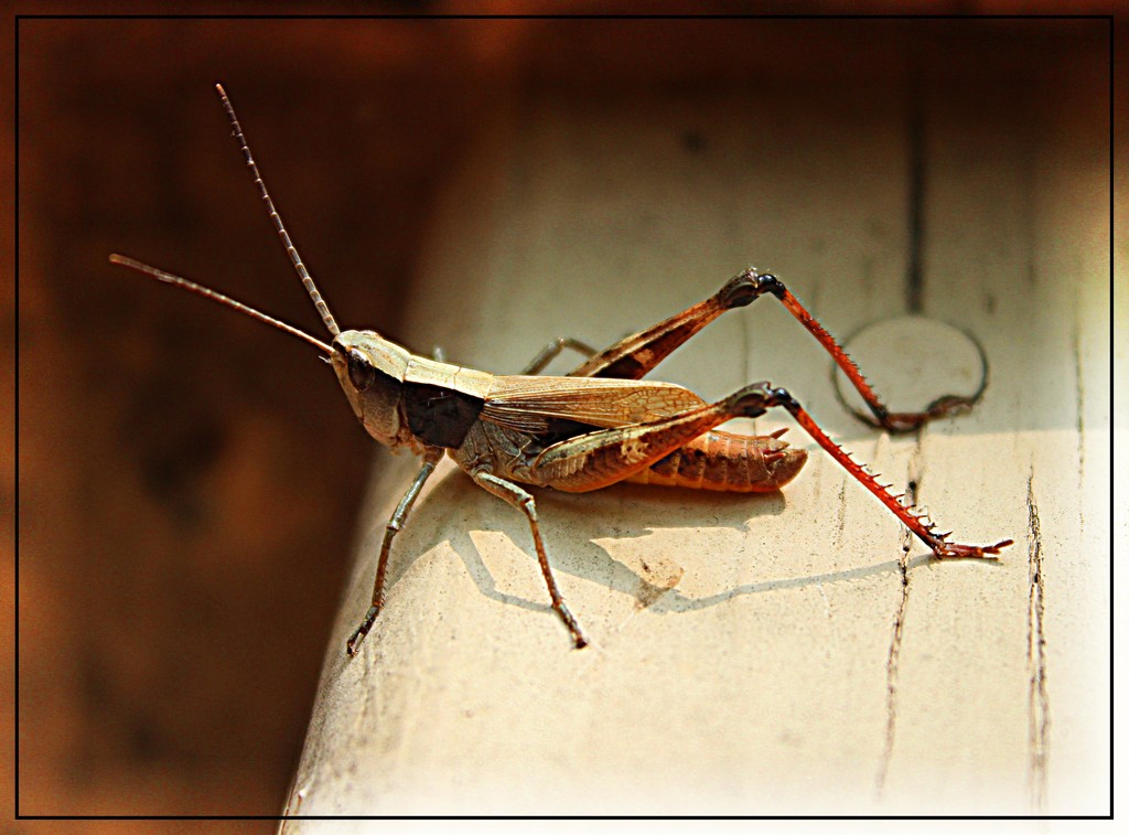 Grasshopper by olivetreeann