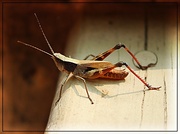 13th Jul 2015 - Grasshopper