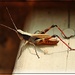 Grasshopper by olivetreeann