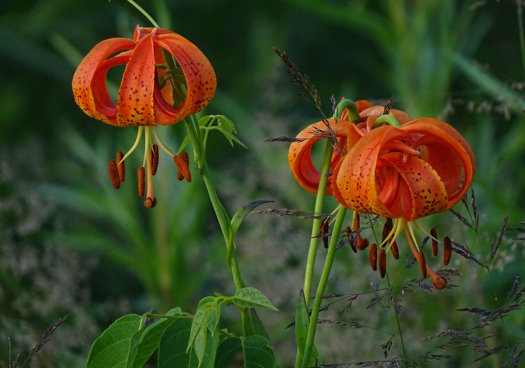 Michigan Lilies by annepann