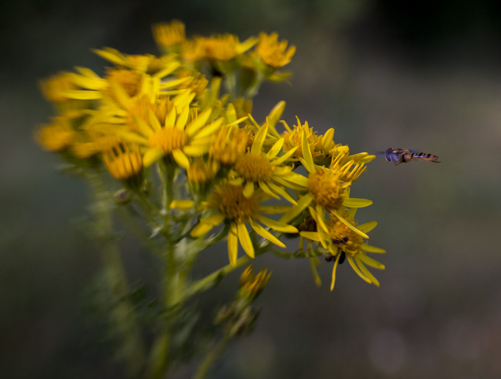 Hoverfly by shepherdmanswife