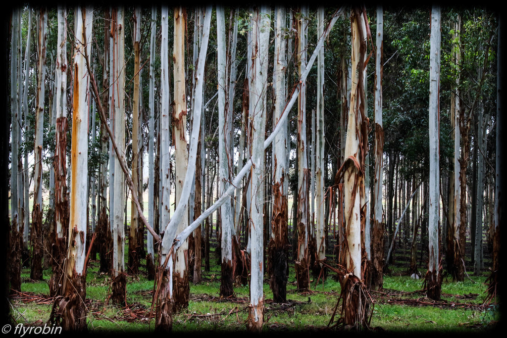 The beauty of gum trees by flyrobin