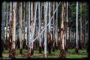 12th Jul 2015 - The beauty of gum trees