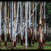 The beauty of gum trees by flyrobin