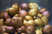13th Jul 2015 - Potato Crop