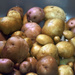 Potato Crop by dsp2