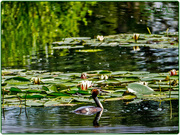 14th Jul 2015 - Great Crested Grebe and Waterlilies