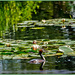 Great Crested Grebe and Waterlilies by carolmw