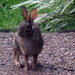 Bunny Sighting by linnypinny