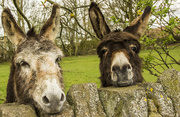 14th Jul 2015 - Yorkshire Donkeys