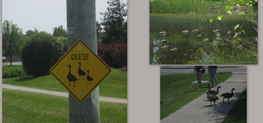 Geese caution sign by bruni