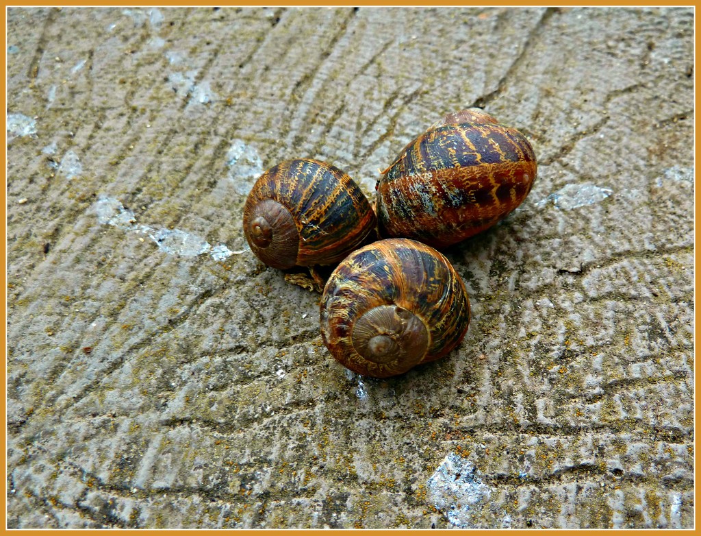 Snail Trails. by wendyfrost