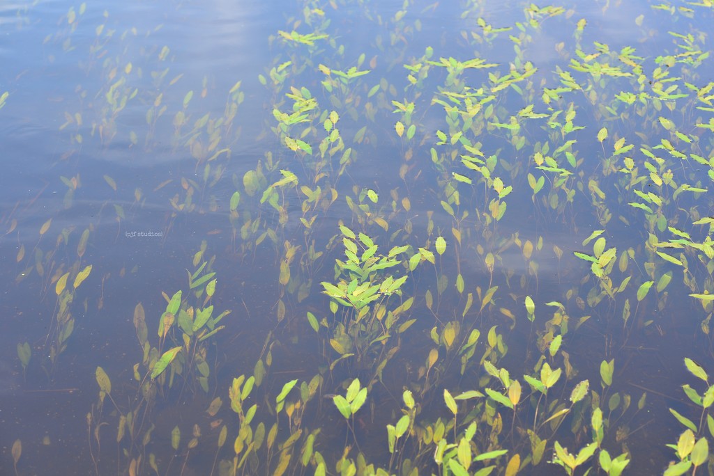 weeds... by earthbeone