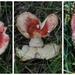 Mushroom hearts  by loweygrace