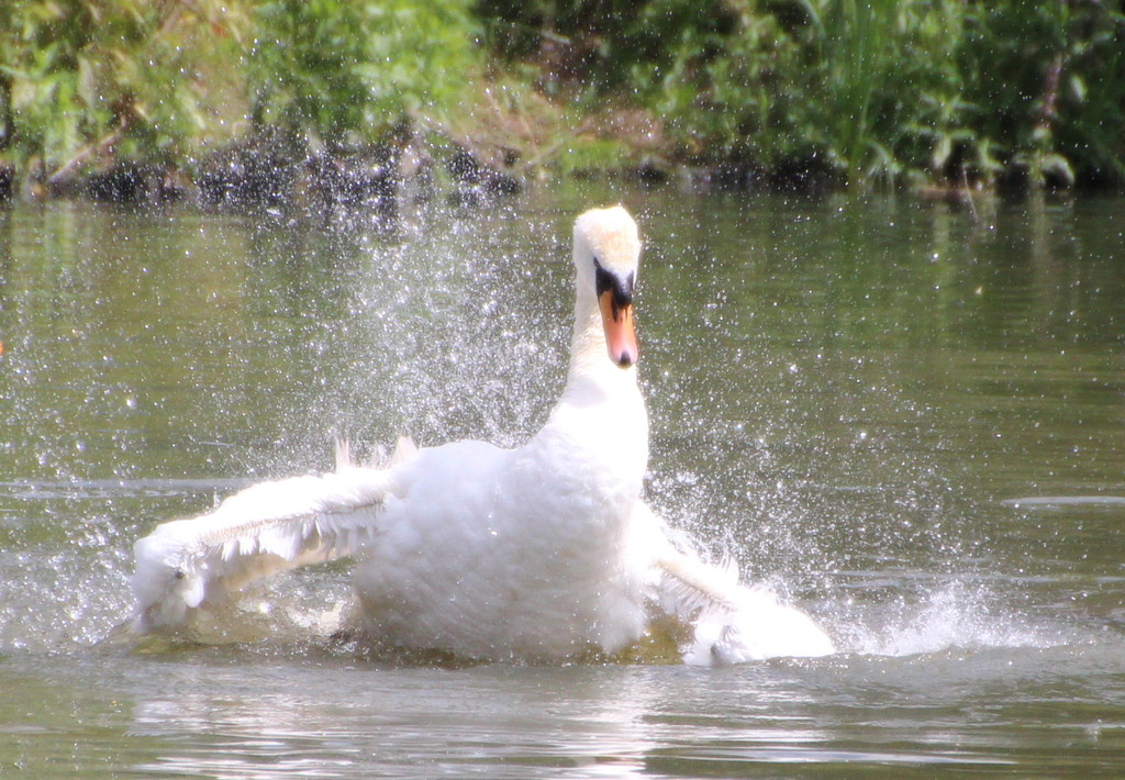 Bathing swan by busylady
