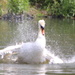 Bathing swan by busylady