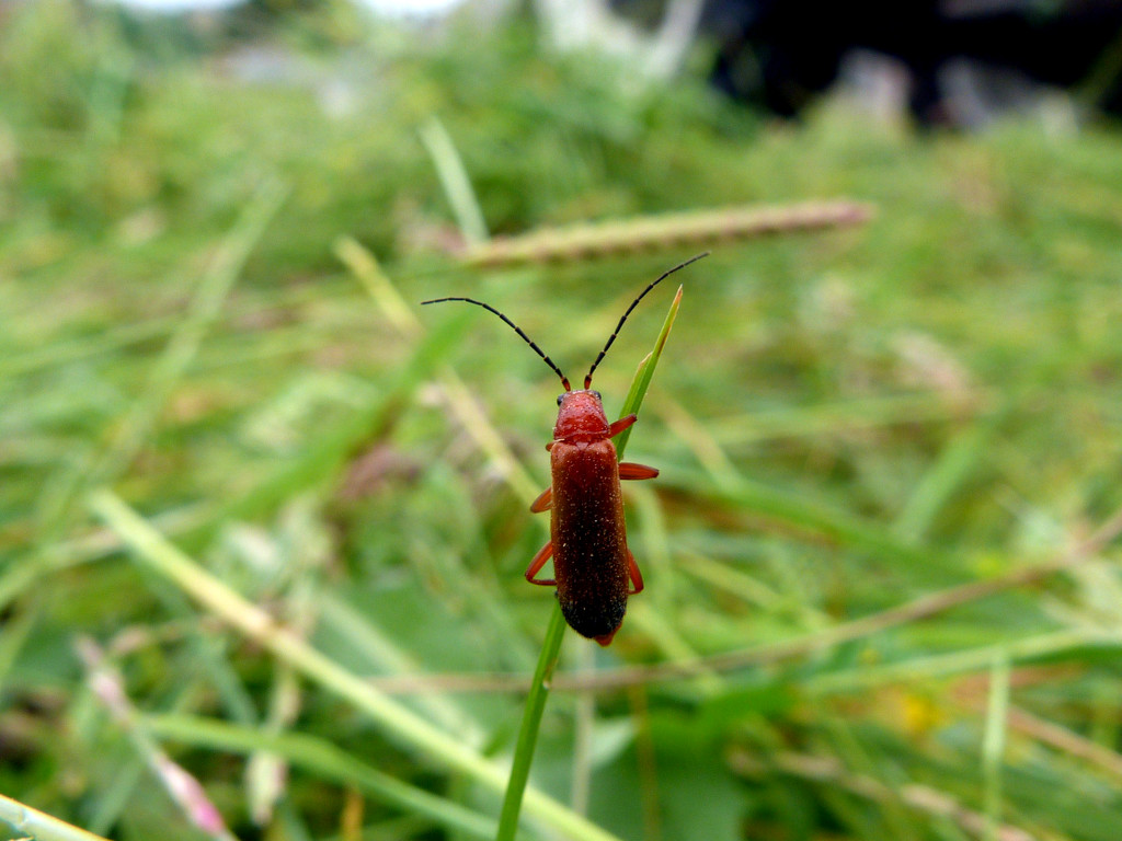 Little red bug. by shirleybankfarm