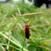 Little red bug. by shirleybankfarm