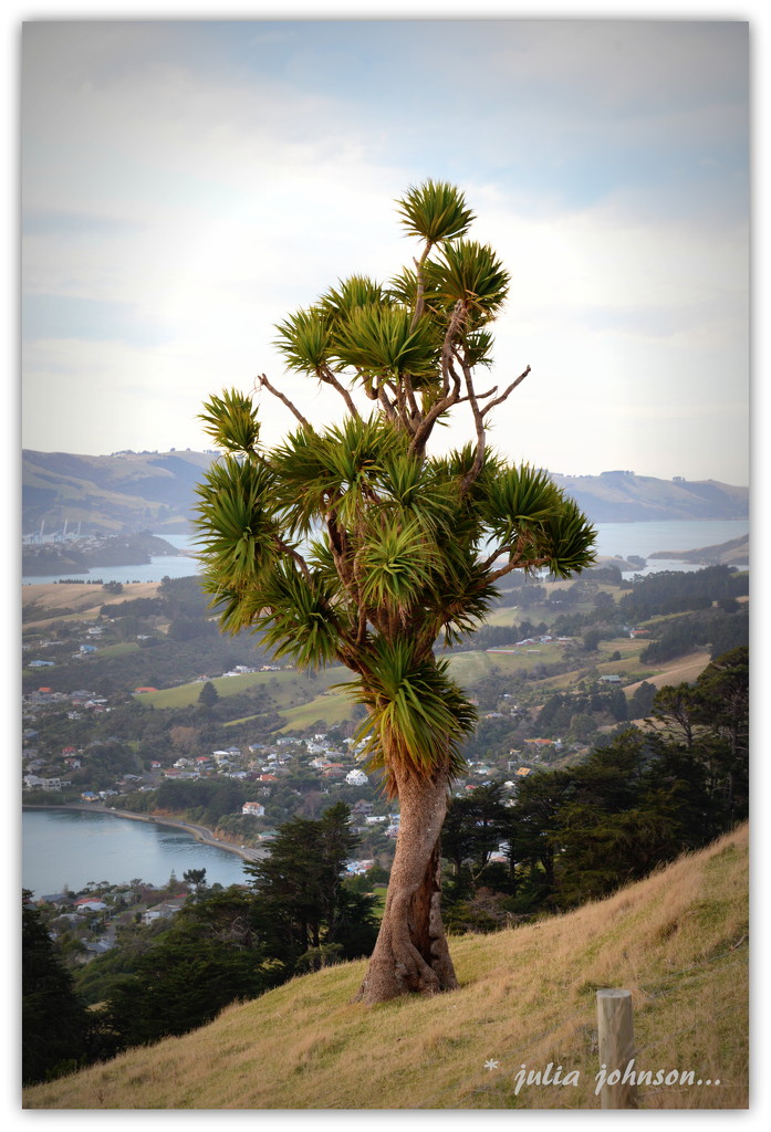 Dunedin .. The Tree.. by julzmaioro