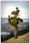 13th Jul 2015 - Dunedin .. The Tree..