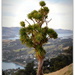 Dunedin .. The Tree.. by julzmaioro