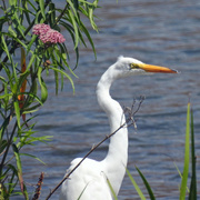 14th Jul 2015 - Great Egret and Milkweed