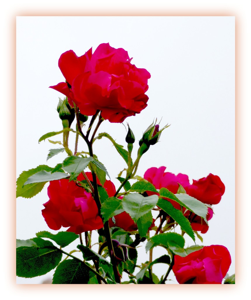 Roses  by beryl