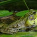 Bullfrog Bellowing by annepann
