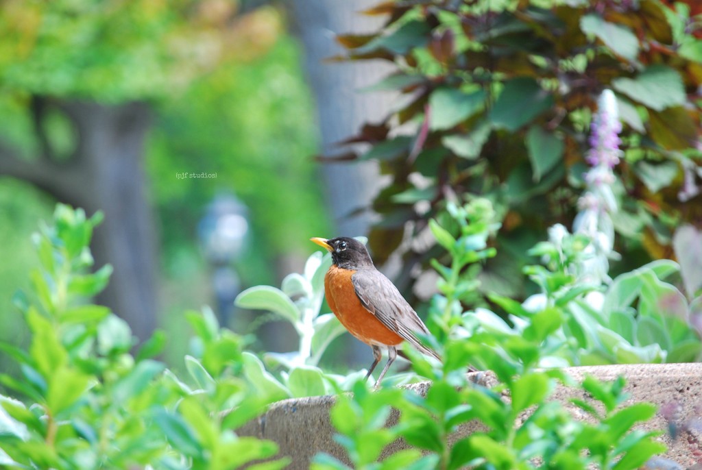 a robin... by earthbeone