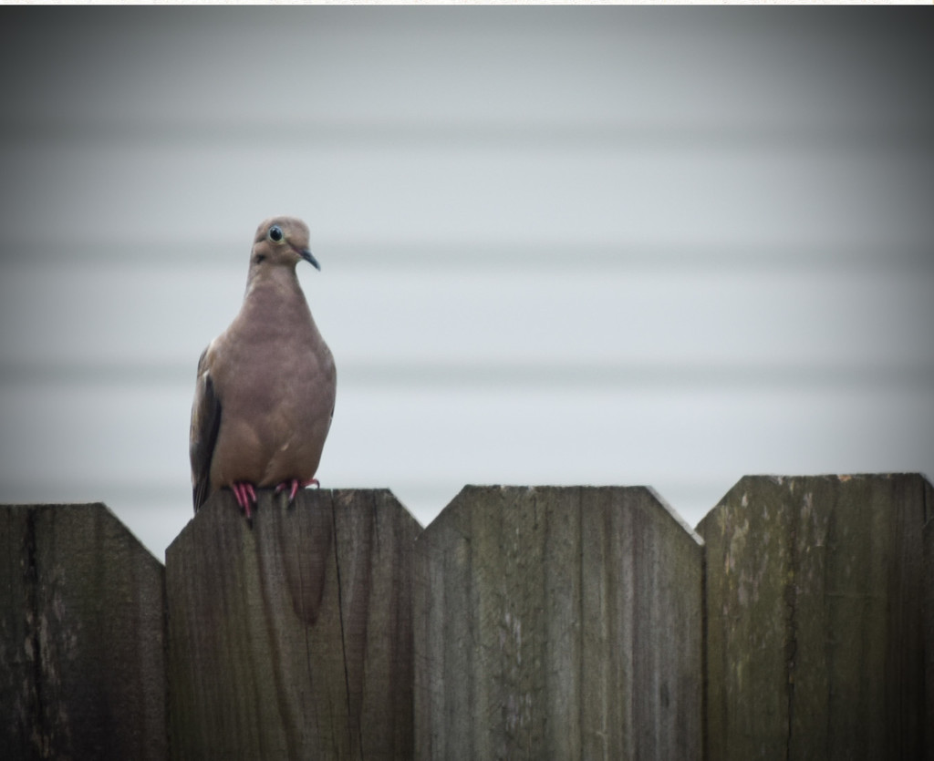 Lonesome Dove on the Fence by rickster549
